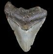 Bargain, Megalodon Tooth - North Carolina #77524-1